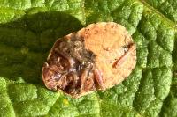 Eurygaster testudinaria