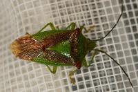 Acanthosoma haemorrhoidale