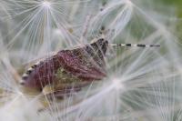 Dolycoris baccarum