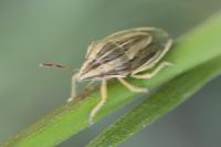 Aelia acuminata