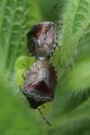 Stagonomus venustissimus