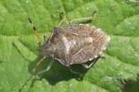 Peribalus strictus