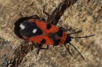 Horvathiolus superbus