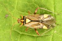 Rhabdomiris striatellus