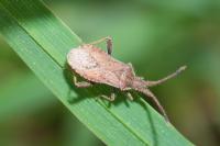 Coriomeris denticulatus