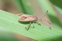 Coriomeris denticulatus