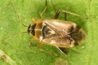 Harpocera thoracica