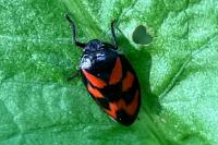 Cercopis vulnerata
