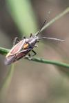 Horistus orientalis