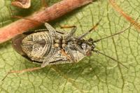 Heterocordylus tibialis