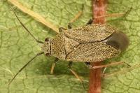 Heterocordylus tibialis