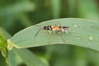 Cyllecoris histrionius