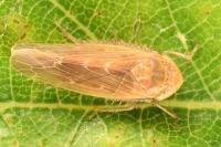 Thamnotettix dilutior