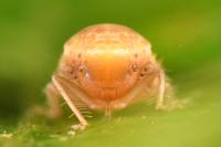 Thamnotettix dilutior