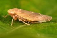 Thamnotettix dilutior