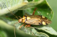 Rhabdomiris striatellus