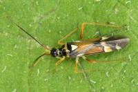 Cyllecoris histrionius