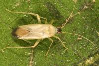 Phylus melanocephalus