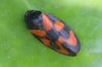 Cercopis vulnerata