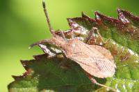 Coriomeris denticulatus
