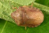 Eurygaster testudinaria