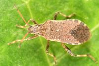 Ceraleptus gracilicornis