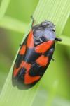 Cercopis vulnerata
