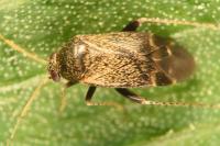 Psallus perrisi