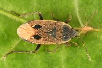 Graptopeltus lynceus