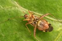 Closterotomus fulvomaculatus