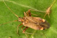 Closterotomus fulvomaculatus