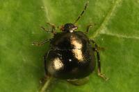 Coptosoma scutellatum