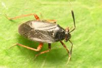 Capsus ater