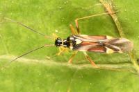 Cyllecoris histrionius