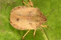 Eurygaster testudinaria