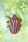 Graphosoma italicum