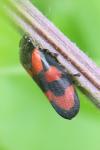 Cercopis vulnerata