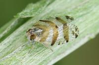 Tachycixius venustulus