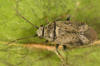 Heterocordylus tibialis