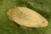 Philaenus spumarius
