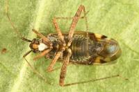 Closterotomus fulvomaculatus