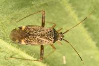 Closterotomus fulvomaculatus