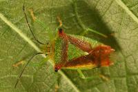 Acanthosoma haemorrhoidale