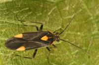 Capsodes flavomarginatus