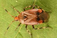 Deraeocoris olivaceus