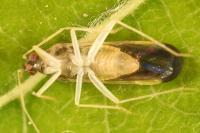 Phylus coryli