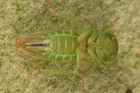 Viridicerus ustulatus