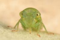 Viridicerus ustulatus