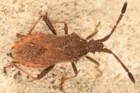 Coriomeris denticulatus