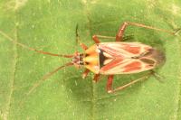 Calocoris roseomaculatus